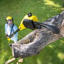 Best Lawn Mowing  in Arcadia, WI