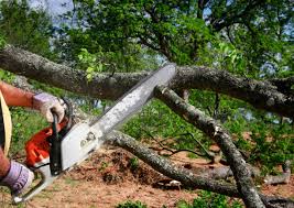 Best Tree and Shrub Care  in Arcadia, WI