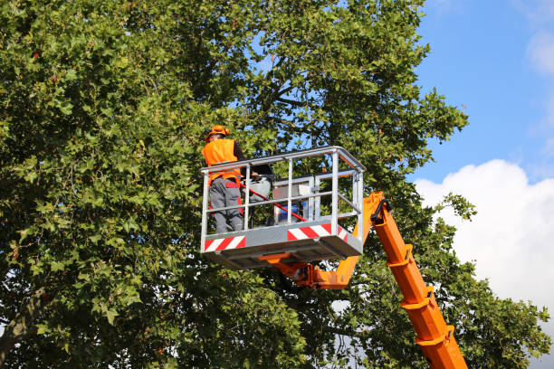 Professional Tree Removal in Arcadia, WI