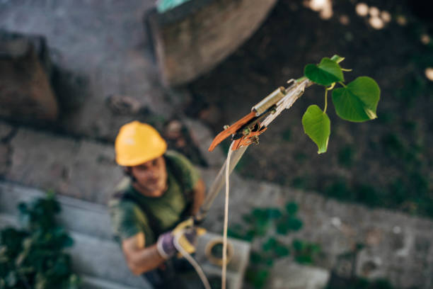 Best Storm Damage Tree Cleanup  in Arcadia, WI