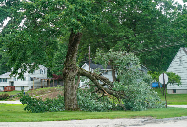 Best Tree Preservation Services  in Arcadia, WI