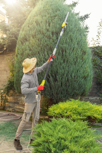 Best Commercial Tree Services  in Arcadia, WI